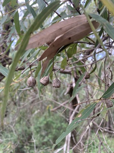 Angophora bakeri, photographed by Guy Taseski