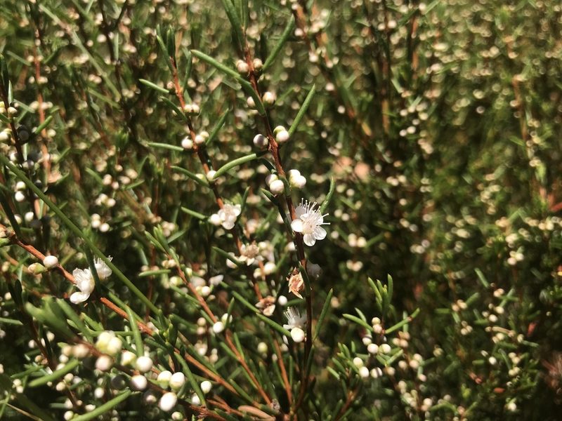 Hypocalymma strictum, photographed by Ann Bentley