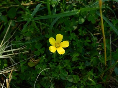 Oxalis conorrhiza, photographed by Guillermo Debandi