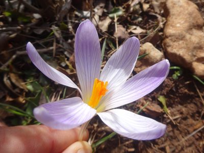 Crocus versicolor, photographed by Ben Costamagna