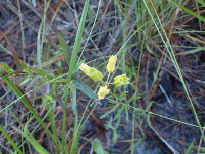 Asclepias pedicellata, photographed by Valerie Anderson