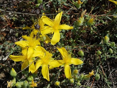 Hypericum olympicum, photographed by Kostas Zontanos