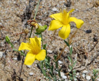 Hypericum olympicum, photographed by Kostas Zontanos