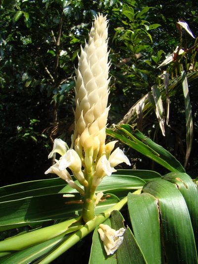 Alpinia oxymitra, photographed by Jean-Paul Boerekamps