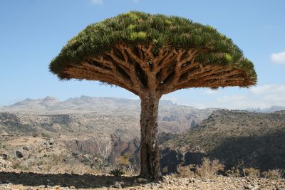 Dracaena cinnabari, photographed by Manuel Schwarz