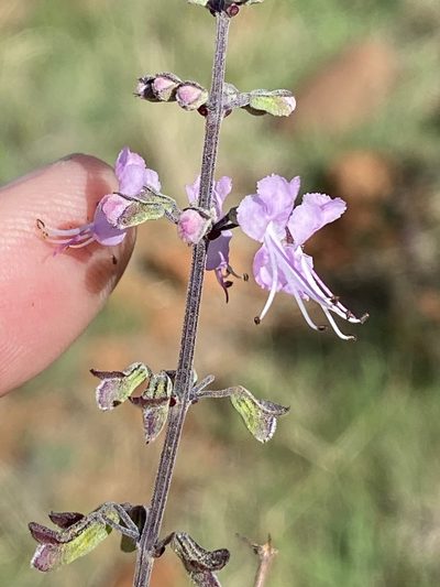 Ocimum burchellianum, photographed by Dave U
