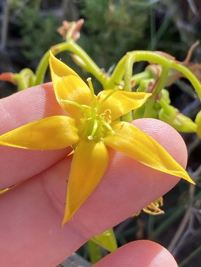 Cotyledon campanulata, photographed by Dave U