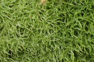 Leucobryum rehmannii, photographed by Nicola van Berkel