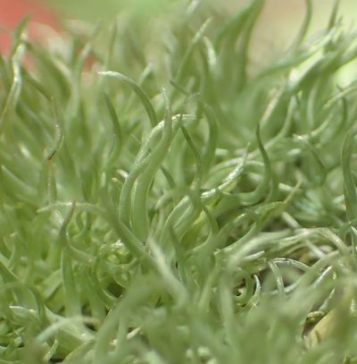 Leucobryum rehmannii, photographed by Nicola van Berkel