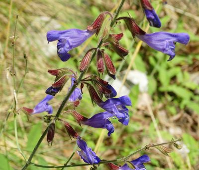 Salvia ringens, photographed by Kostas Zontanos