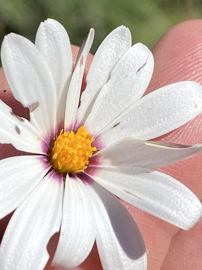 Dimorphotheca zeyheri, photographed by Dave U