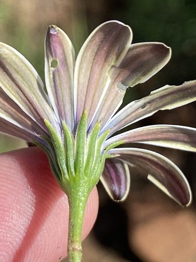 Dimorphotheca zeyheri, photographed by Dave U