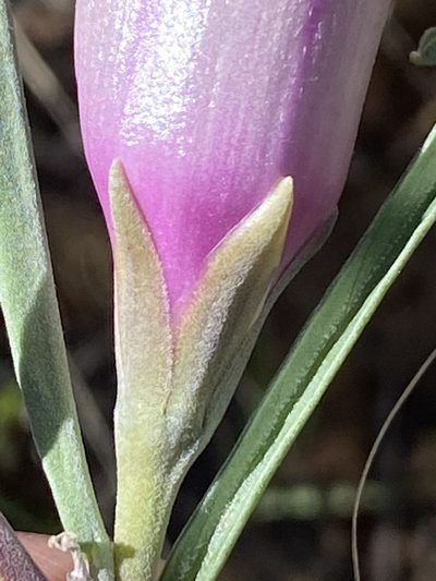 Ipomoea oenotheroides, photographed by Dave U