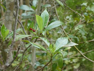 Psychotria ligustrifolia, photographed by Alison Copeland
