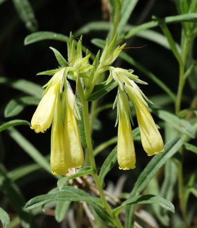 Onosma echioides, photographed by Kostas Zontanos