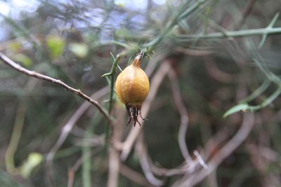 Catesbaea ekmaniana, photographed by Brian Oakes Haiti Hunter