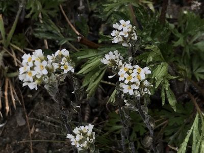 Draba gilliesii, photographed by Erasmo Macaya Horta