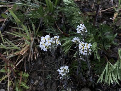 Draba gilliesii, photographed by Erasmo Macaya Horta