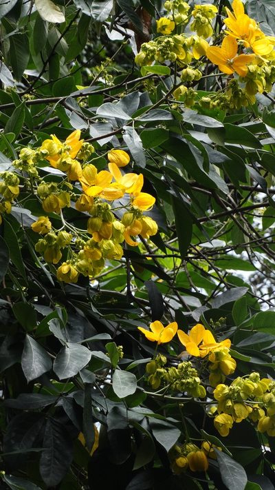 Senna macranthera, photographed by Bruno Henrique Aranda
