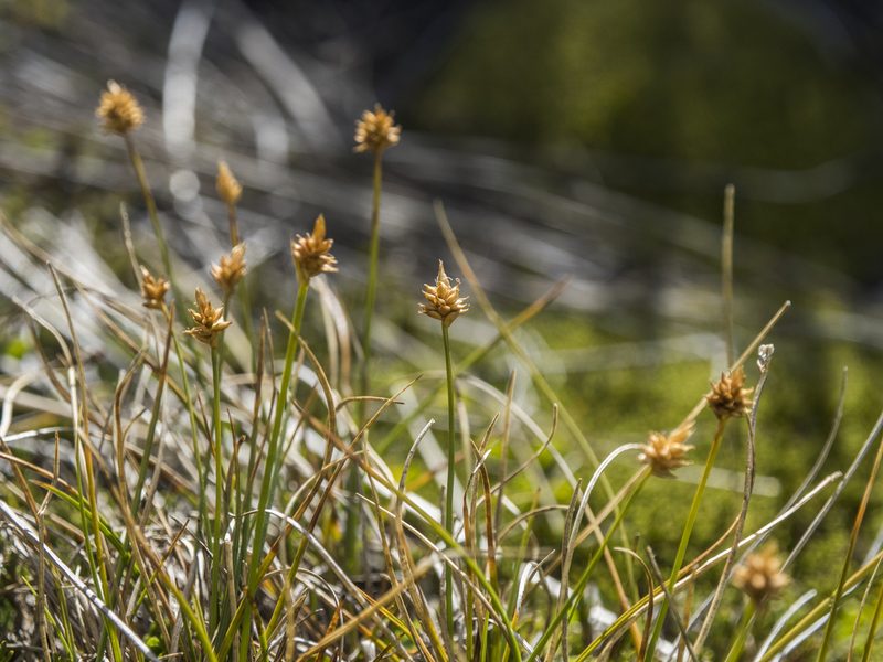 Carex cephalotes, photographed by Cara-Lisa Schloots