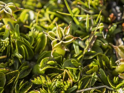 Psychrophila obtusa, photographed by Cara-Lisa Schloots