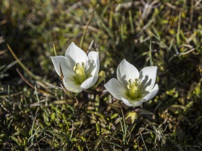 Gentianella amabilis, photographed by Cara-Lisa Schloots