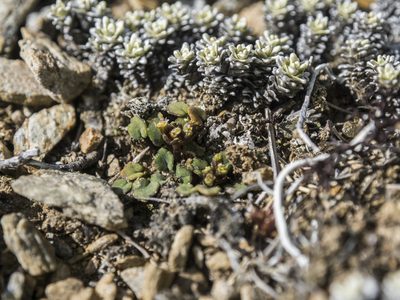 Azorella exigua, photographed by Cara-Lisa Schloots