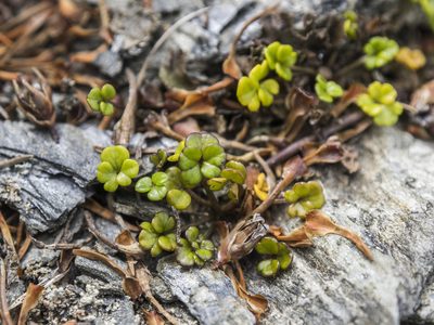 Azorella hydrocotyloides, photographed by Cara-Lisa Schloots