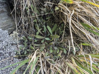 Myosotis glauca, photographed by Cara-Lisa Schloots