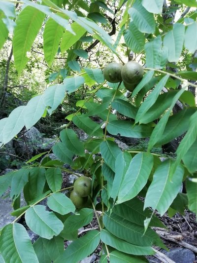 Juglans australis, photographed by Gonzalo Martinez