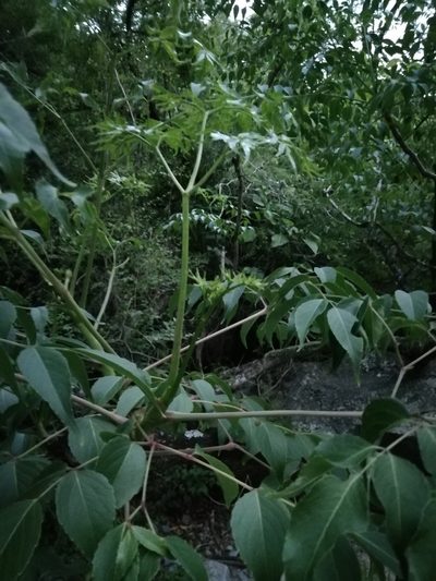 Aralia soratensis, photographed by Gonzalo Martinez