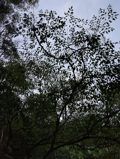 Aralia soratensis, photographed by Gonzalo Martinez