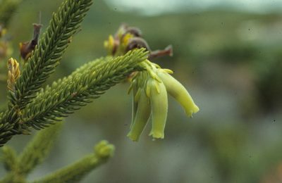 Erica brachialis, photographed by Tom Lloyd Evans