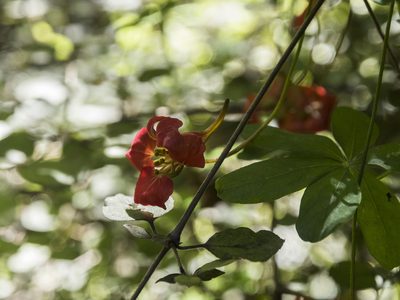 Tropaeolum speciosum, photographed by Cara-Lisa Schloots