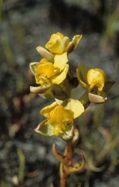 Ceratandra harveyana, photographed by Tom Lloyd Evans