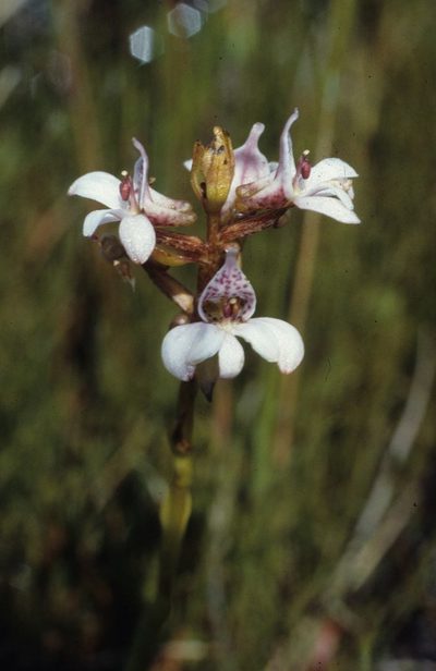 Satyrium rhynchanthum, photographed by Tom Lloyd Evans
