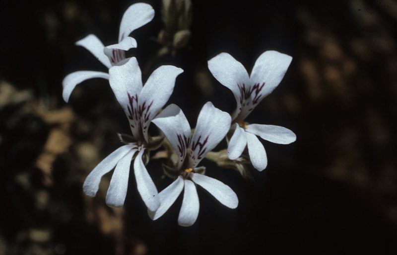 Pelargonium proliferum, photographed by Tom Lloyd Evans