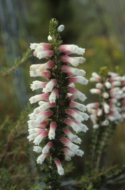 Erica leucotrachela, photographed by Tom Lloyd Evans