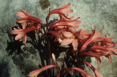 Cyrtanthus ventricosus, photographed by Tom Lloyd Evans
