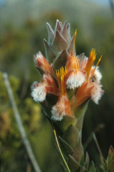 Mimetes capitulatus, photographed by Tom Lloyd Evans
