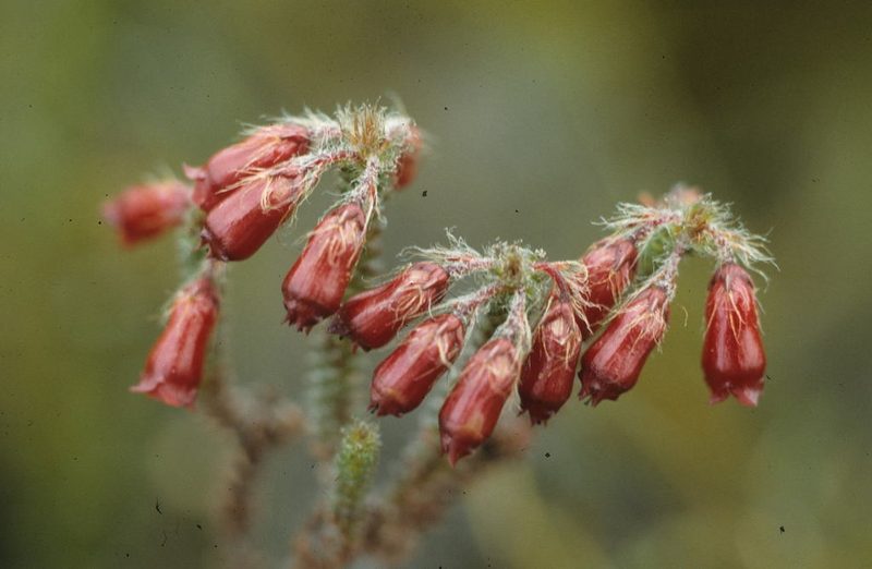 Erica cunoniensis, photographed by Tom Lloyd Evans