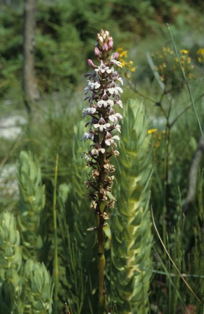 Satyrium rhynchanthum, photographed by Tom Lloyd Evans