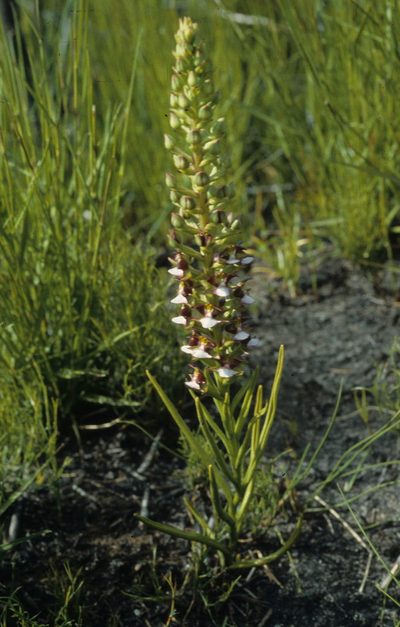 Evotella rubiginosa, photographed by Tom Lloyd Evans