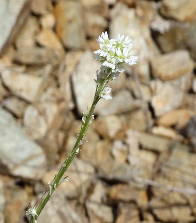 Berteroa obliqua, photographed by Kostas Zontanos