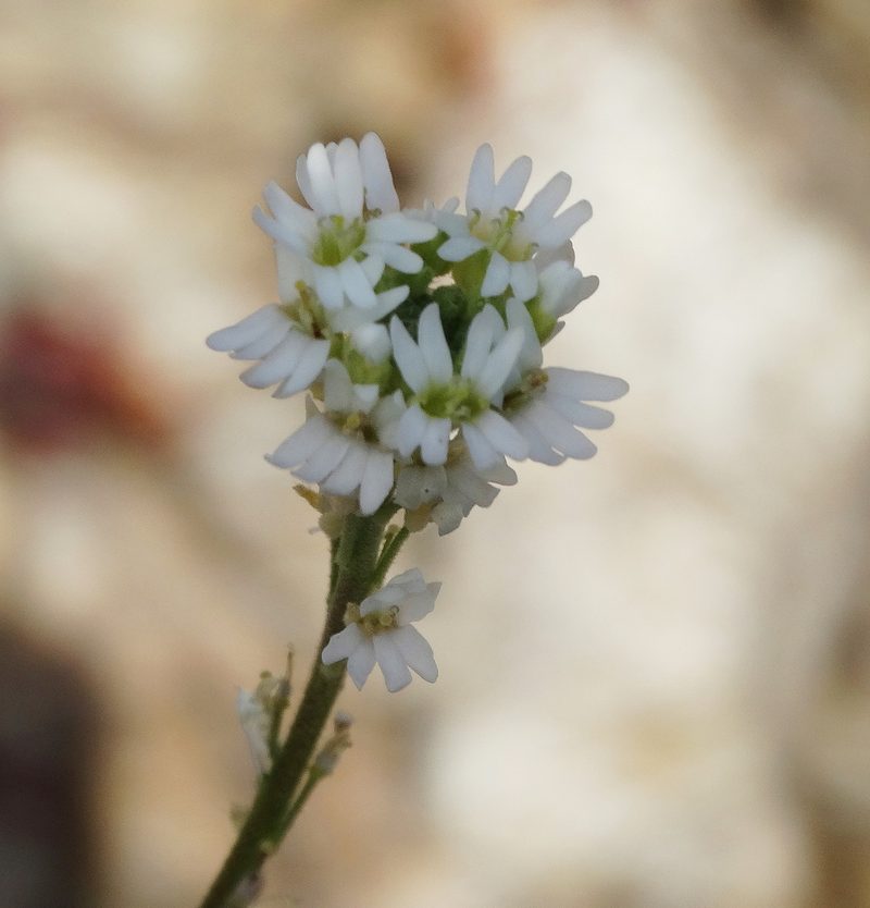 Berteroa obliqua, photographed by Kostas Zontanos