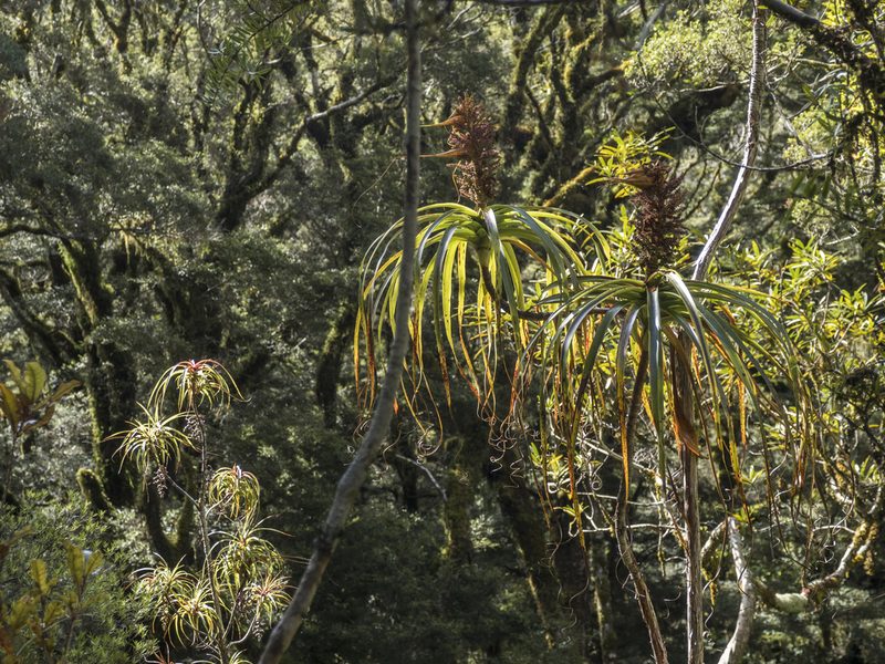 Dracophyllum elegantissimum, photographed by Cara-Lisa Schloots