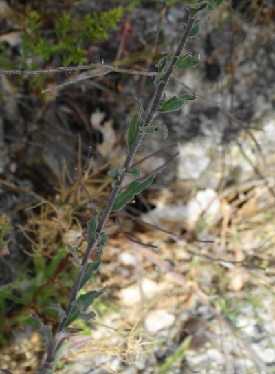 Berteroa obliqua, photographed by Kostas Zontanos