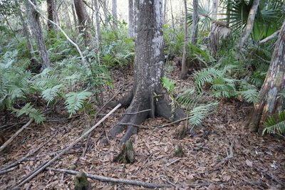 Quercus laurifolia, photographed by brycelee