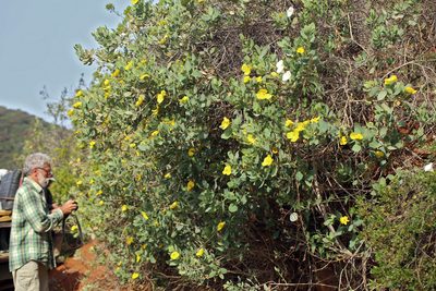 Dendromecon harfordii, photographed by Steve Matson