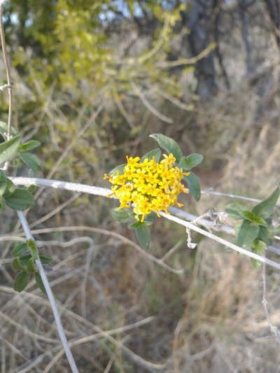 Lagascea decipiens, photographed by Juan Cruzado Cortés